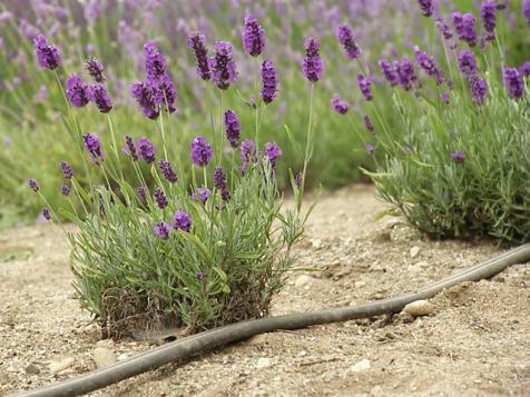 Learn All About Lavender