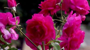 Garden Flowers: Roses