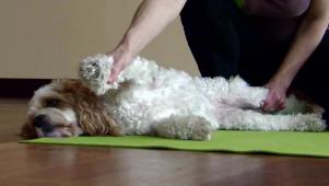 Dog Massage and Pet Yoga