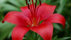 Are Asiatic Lilies Annuals Or Perennials - Do Lilies Come Back Every Year? 6 Tips To Grow Lilies Better