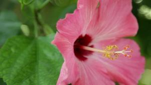 Hibiscus 101: Everything You Need to Know About the Hibiscus