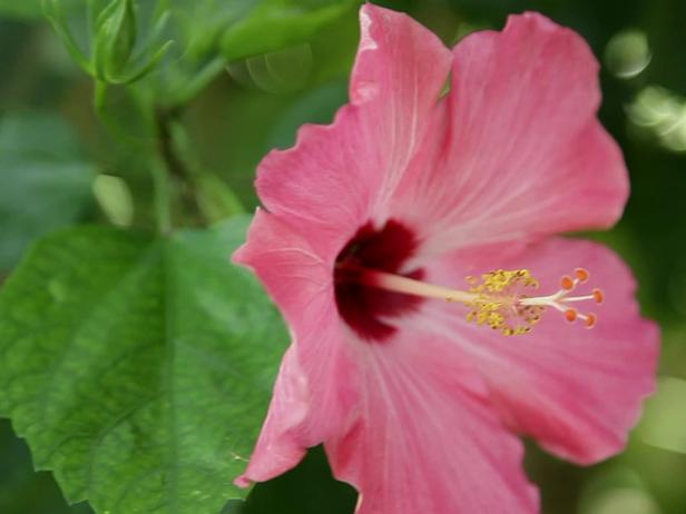 All About the Hibiscus Plant