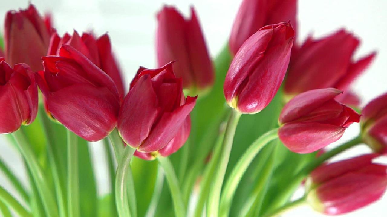 Learn All About Tulips