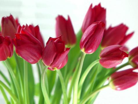 Learn All About Tulips