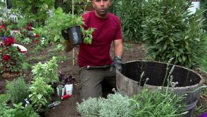 Tips: Herb Gardening