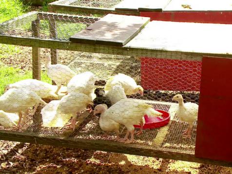 Building a Backyard Chicken Coop
