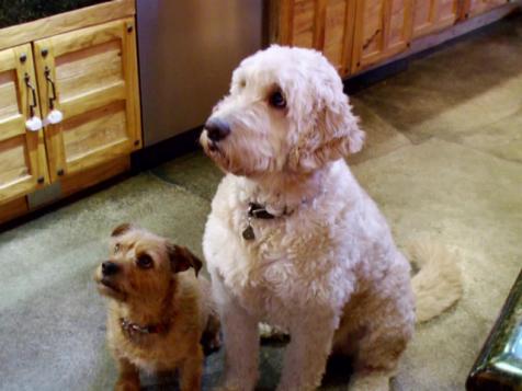 Blended Family Dogs Rule Home