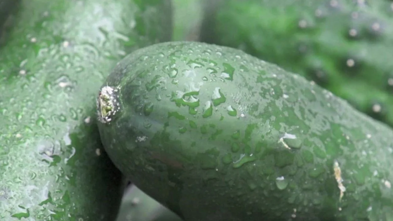 How to Grow Cucumbers