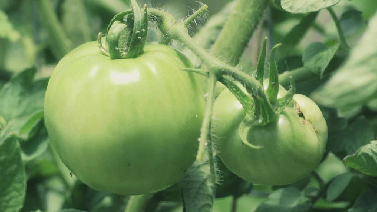 Dan's Tips on Growing Tomatoes