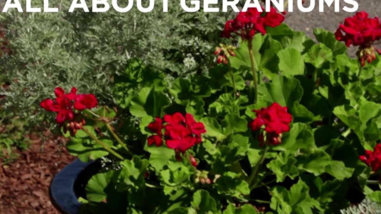All About Growing Geraniums