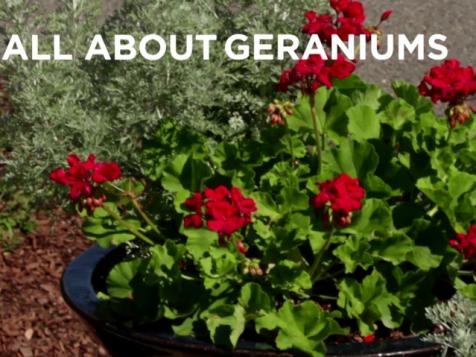All About Growing Geraniums
