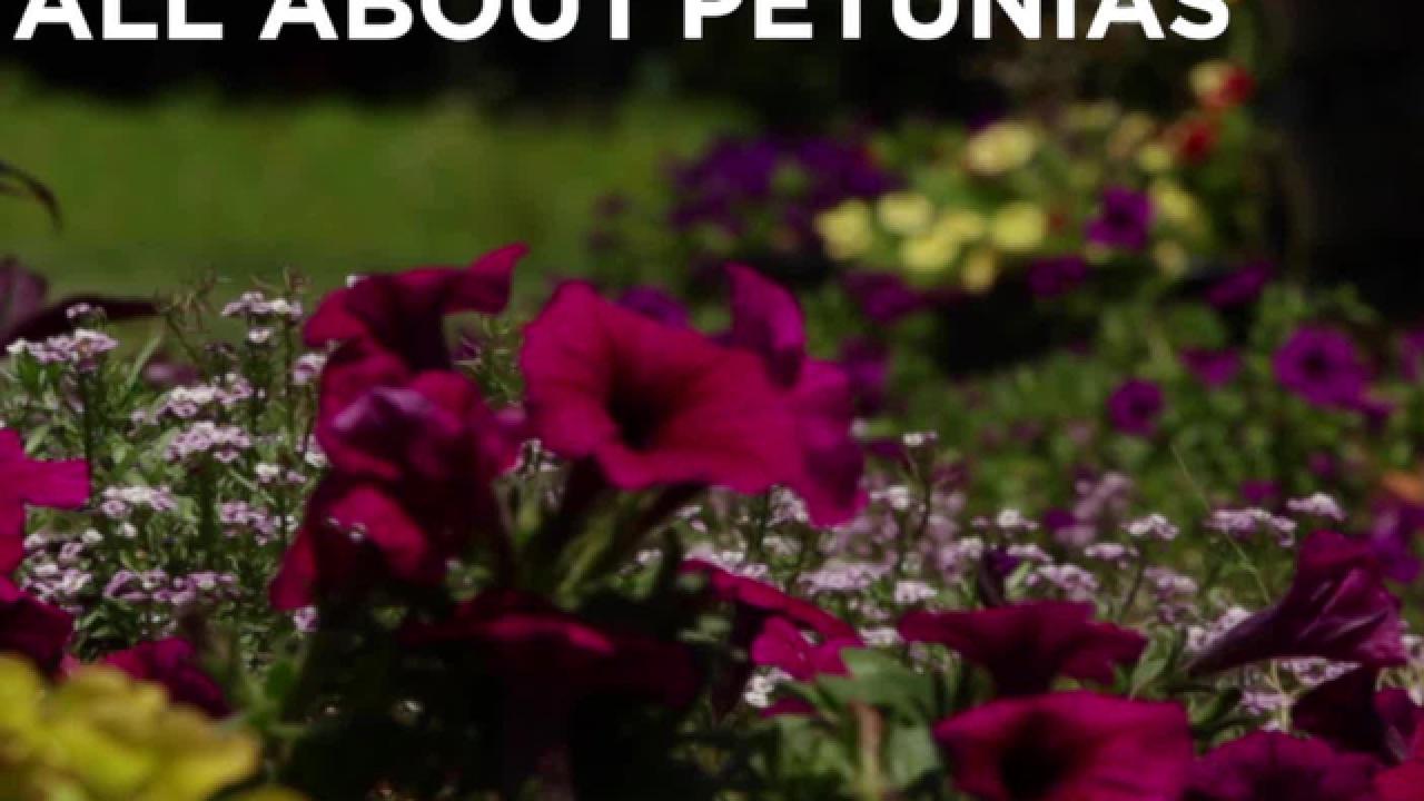 All About Growing Petunias