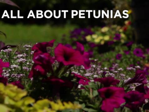 All About Growing Petunias