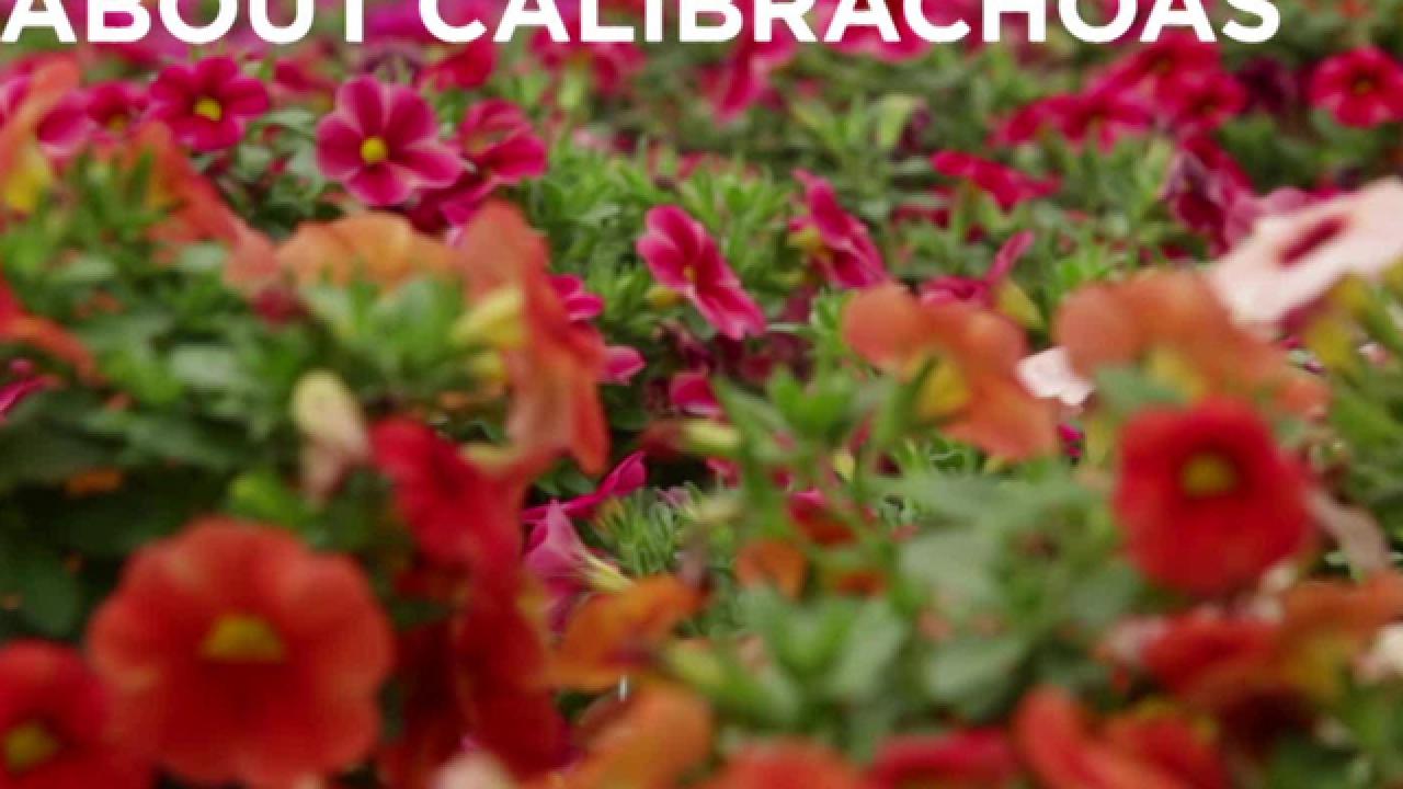 All About Growing Calibrachoas