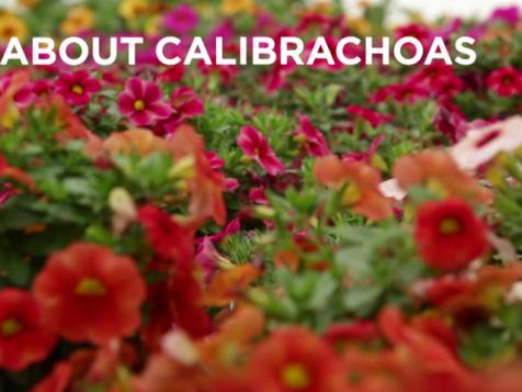 All About Growing Calibrachoas
