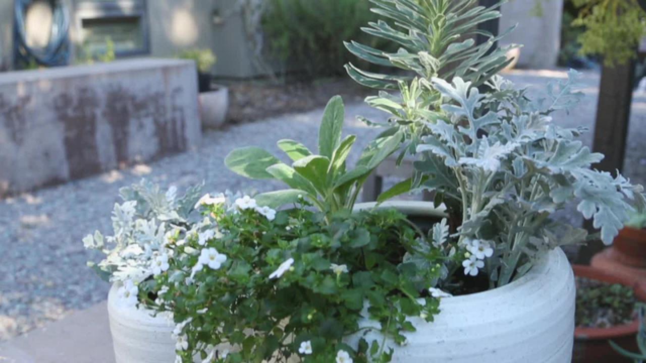 Silvery-Soft Container Garden