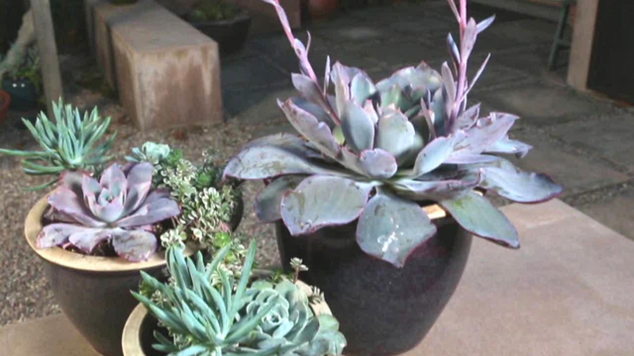 Shapely Succulent Containers
