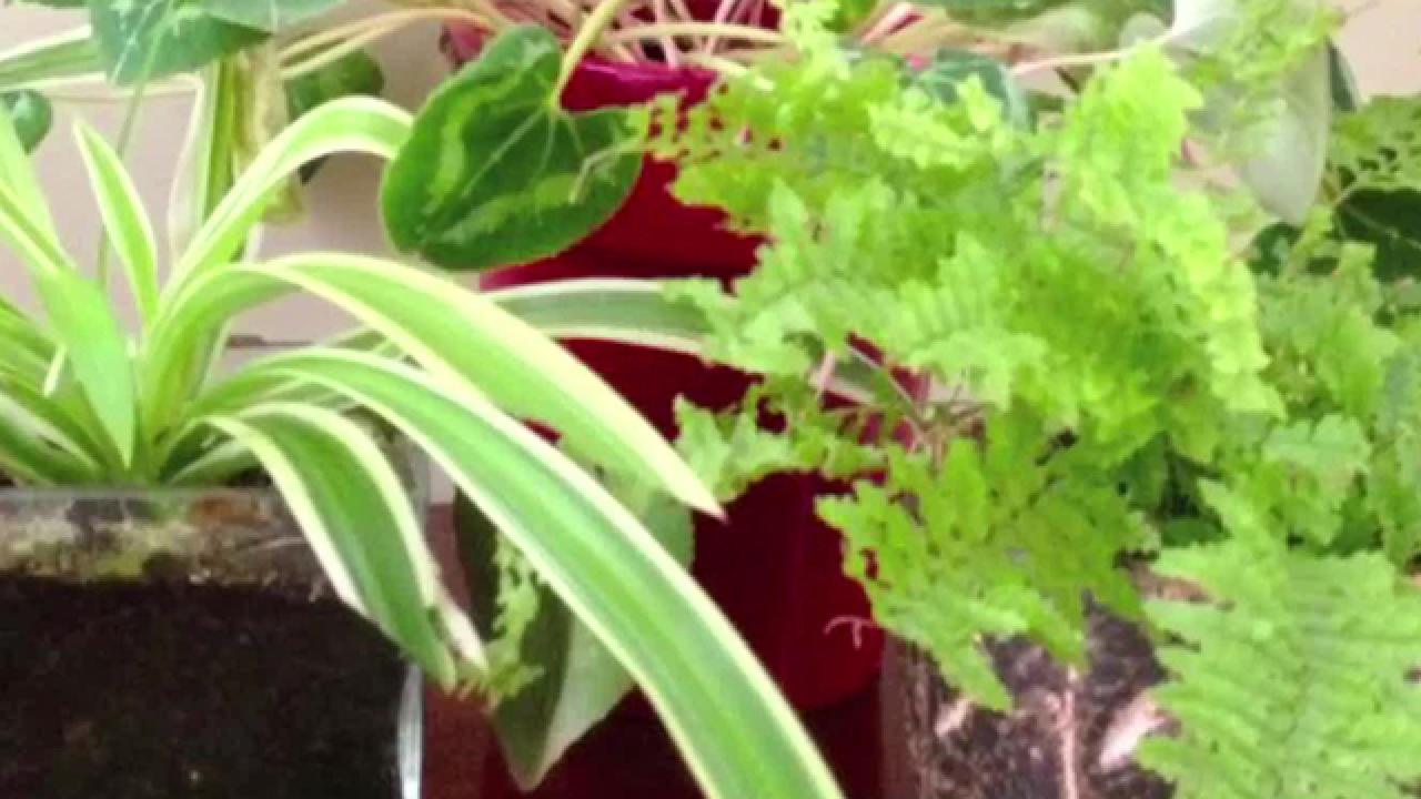 Preserving Container Plants