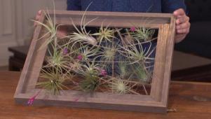 How to Make Use of Air Plants
