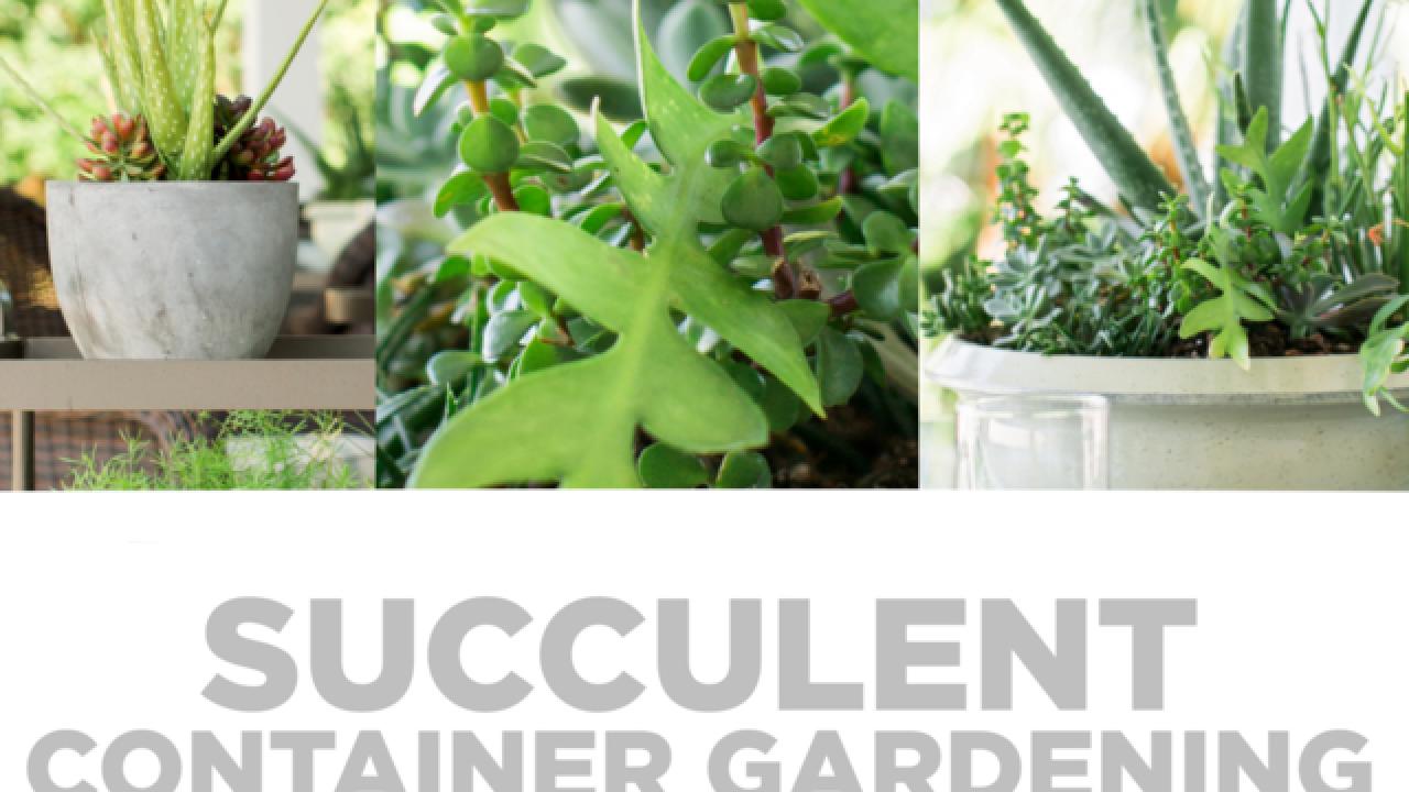 Succulent Container Gardening