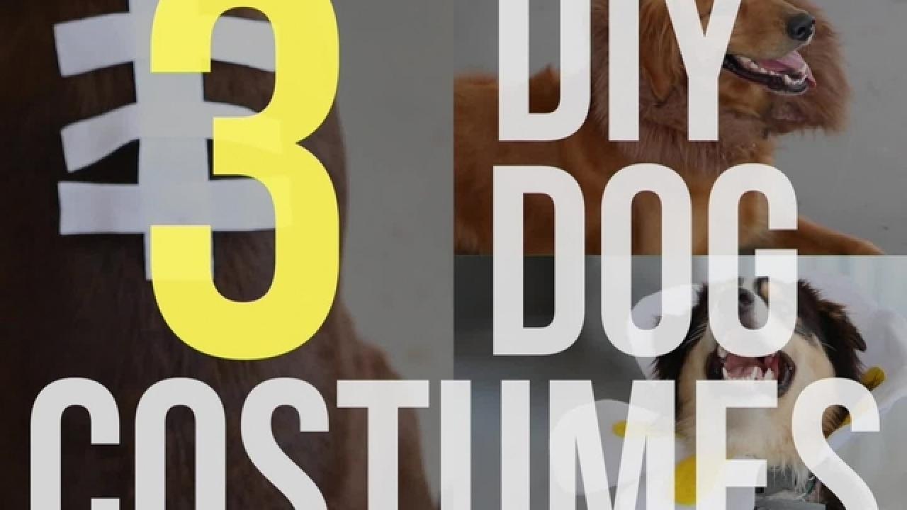 3 DIY Dog Costumes