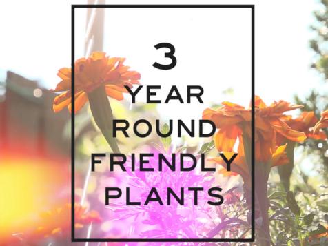 3 Year-Round Friendly Plants