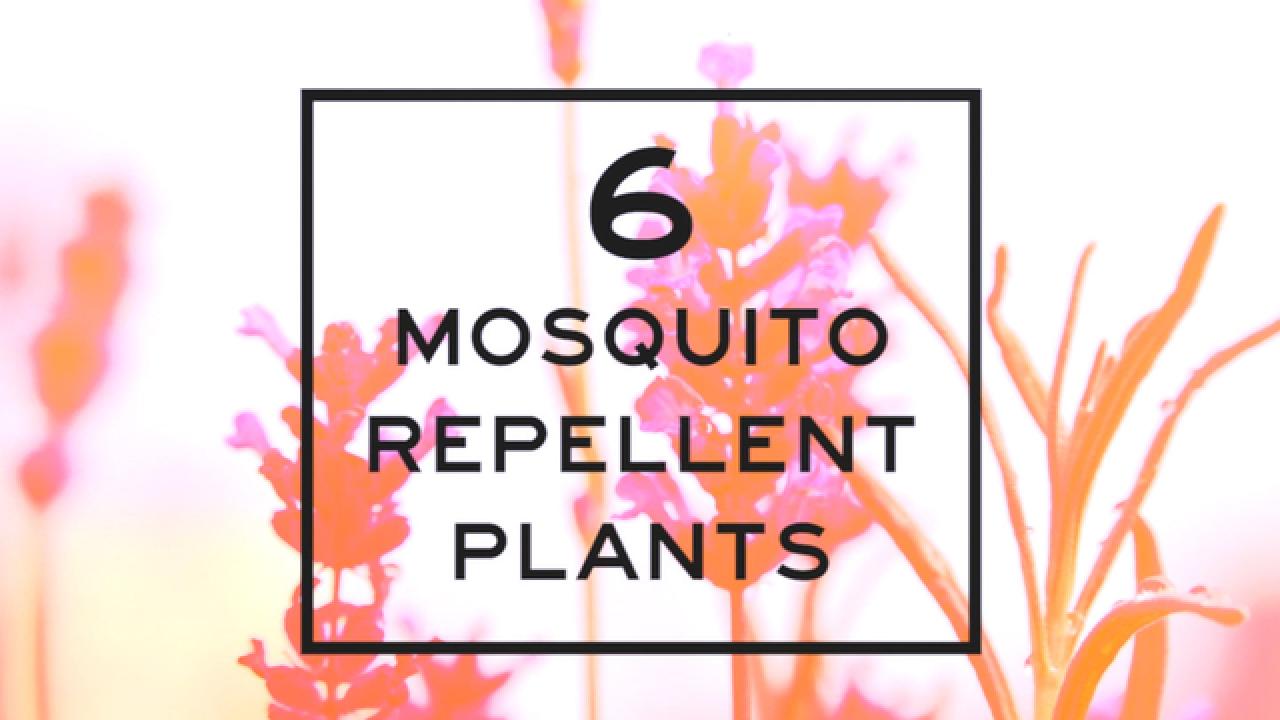 Six Mosquito Repellent Plants