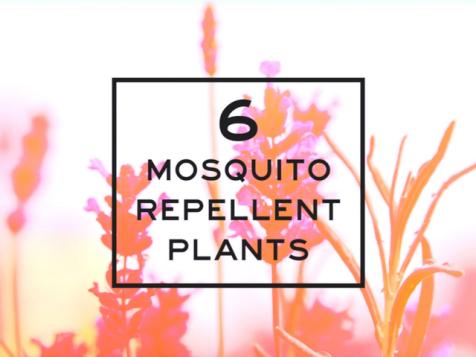 Six Mosquito Repellent Plants