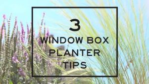 Three Window Box Planter Tips