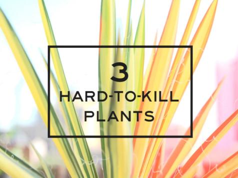 Three Hard-to-Kill Plants