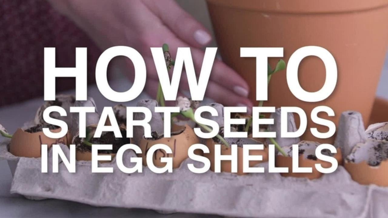 Easy Eggshell Seed Starters