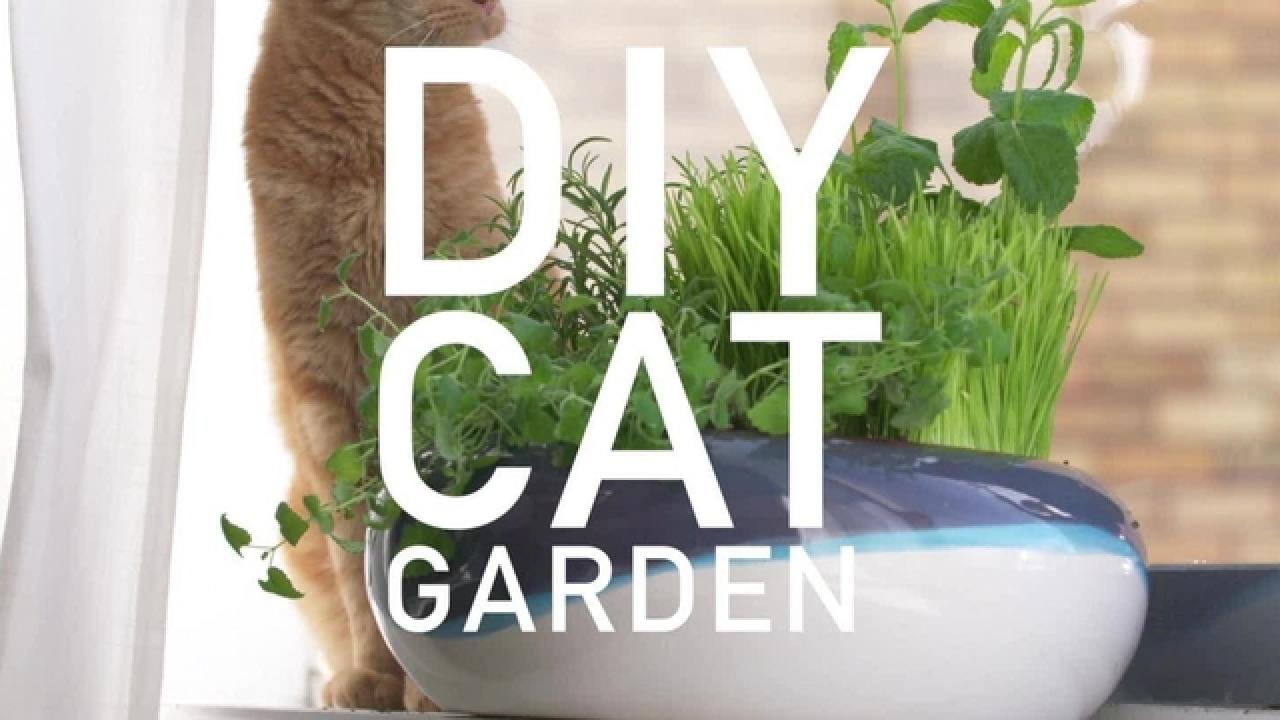 How to Plant a Cat Garden