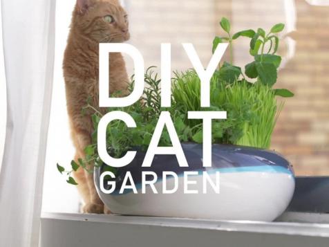 How to Plant a Cat Garden
