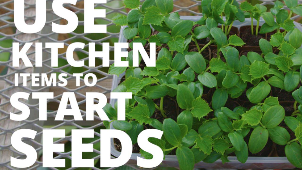 How to Start Seeds
