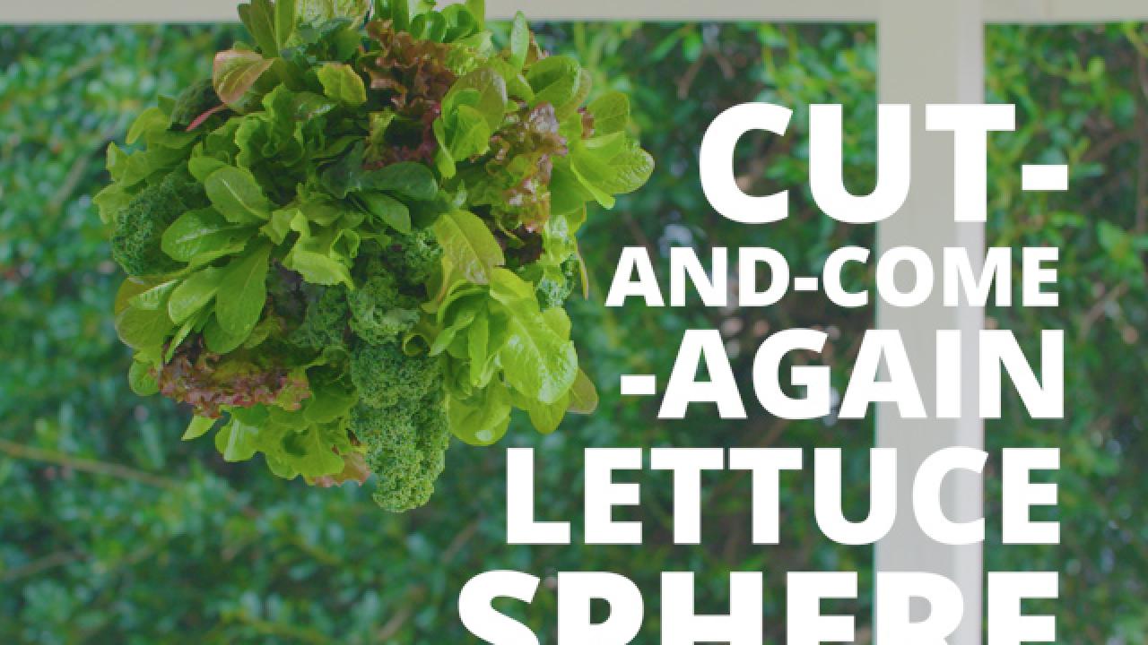 How to Grow a Lettuce Sphere