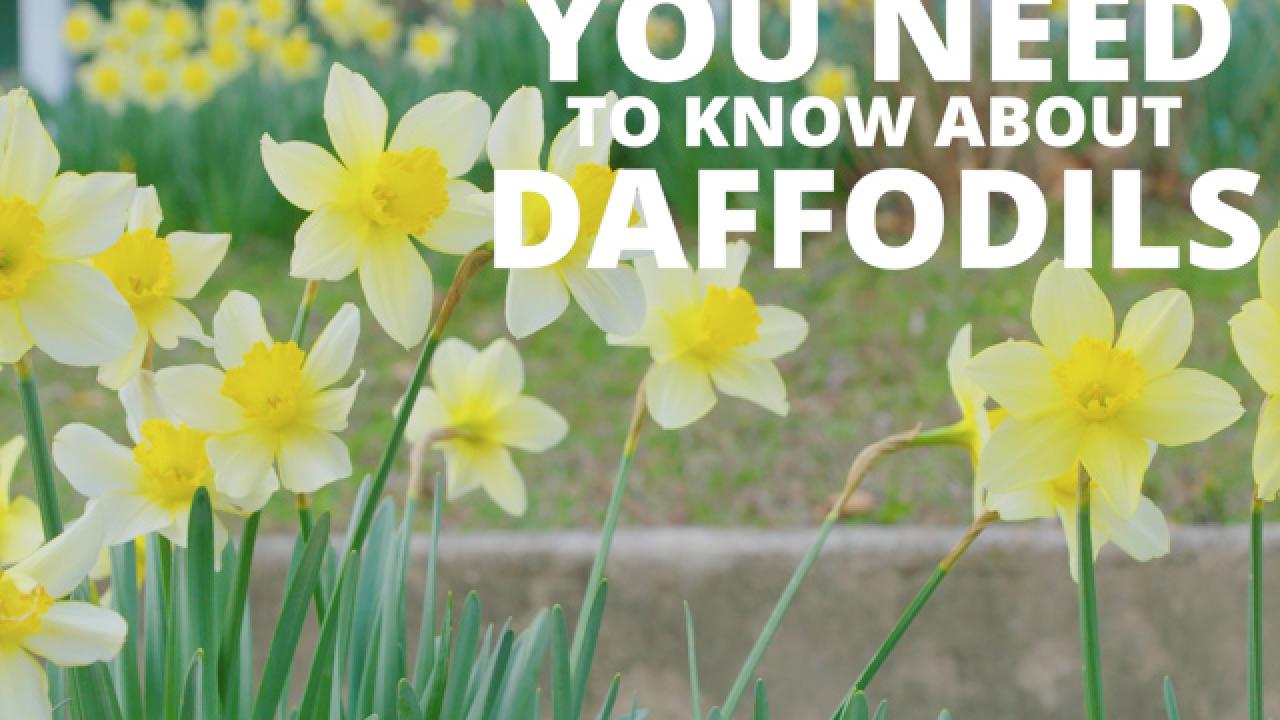 Get to Know Daffodils