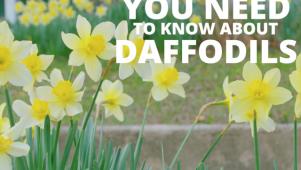 Get to Know Daffodils