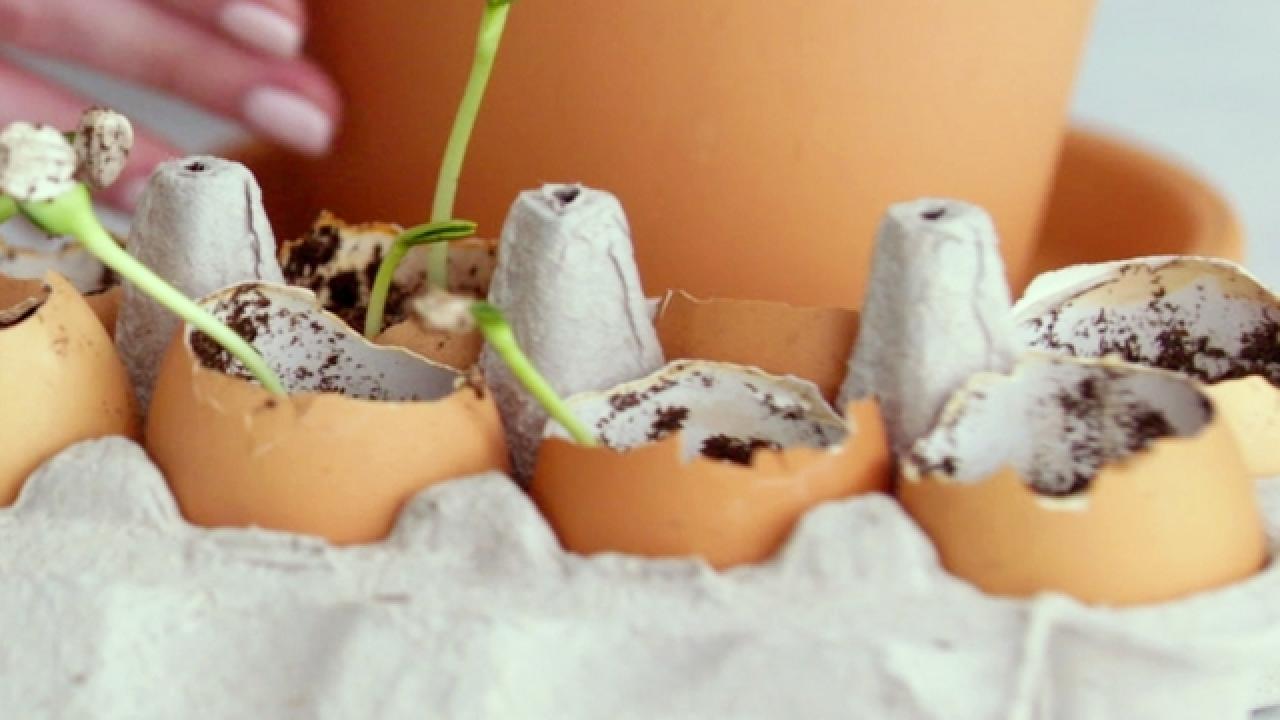 DIY Eggshell Seed Starters