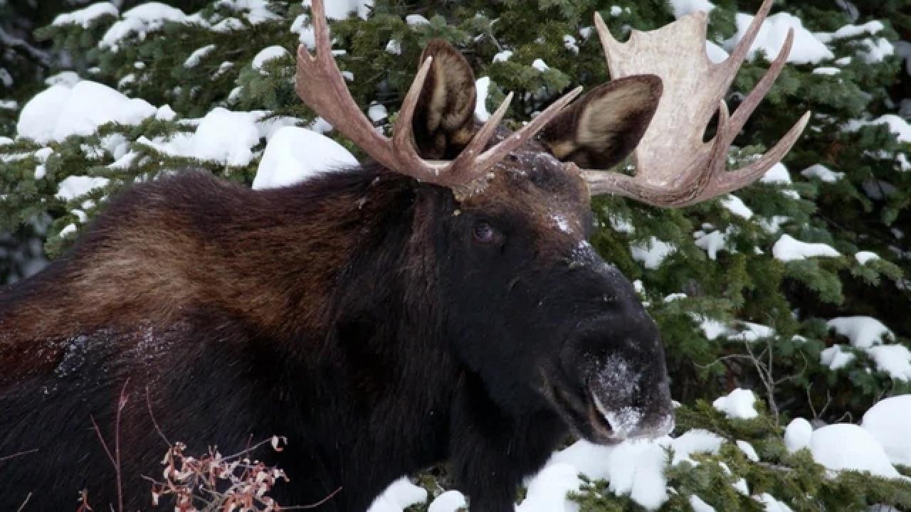 What to Do When You Run into a Moose