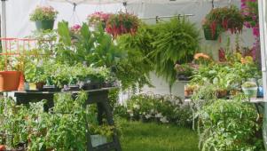Buying the Right Plants