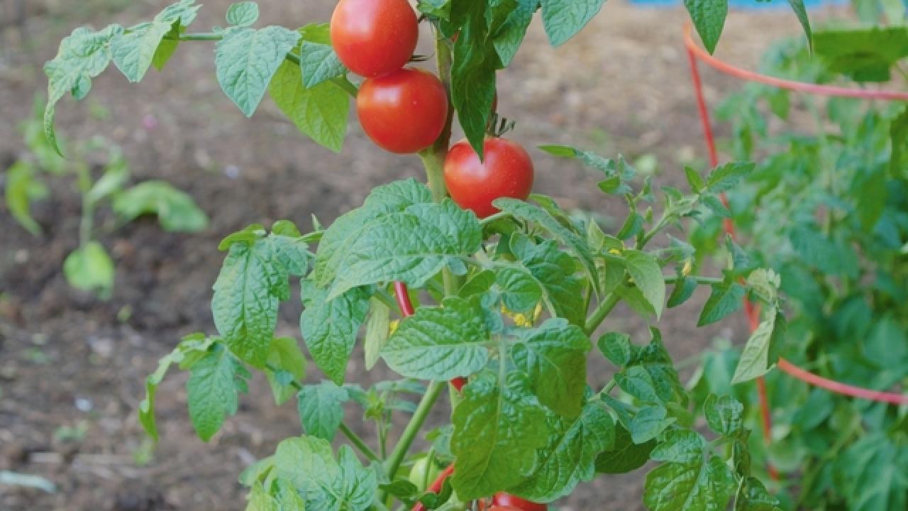 Grow the Perfect Tomatoes