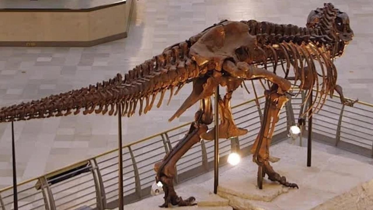 5 Amazing Dinosaur Museums