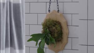 How to Mount a Staghorn Fern