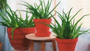 How to Grow and Use Aloe Vera