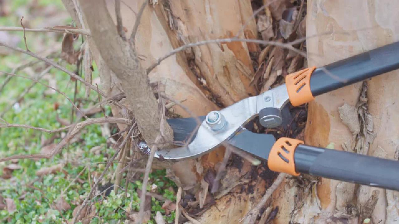 Crape Myrtle Trimming Tricks