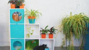 Cat-Friendly Indoor Garden