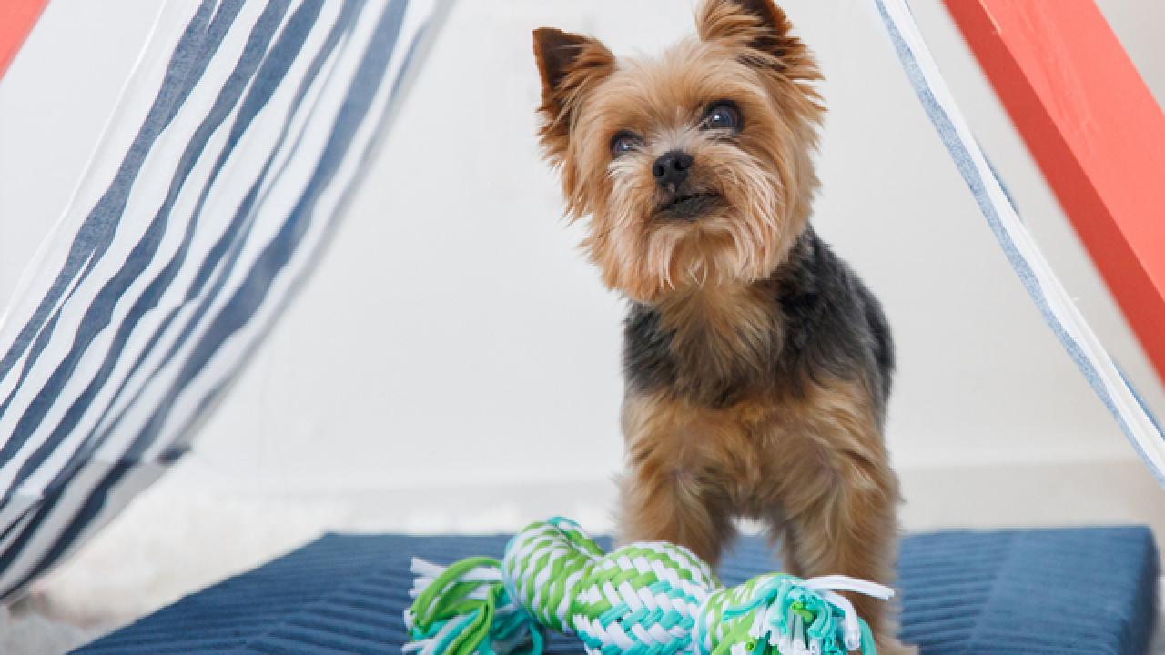 Collapsible Pet Shade Tent