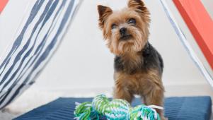 DIY Collapsible Pet Shade Tent
