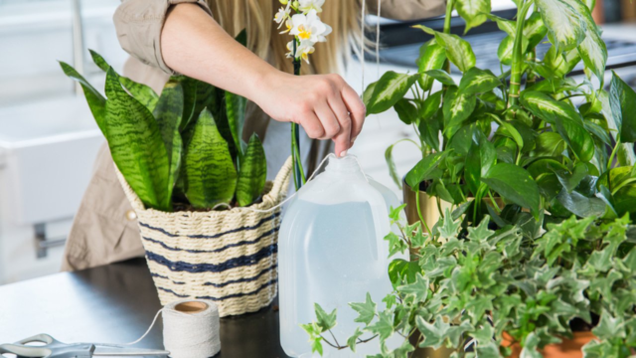 3 Self-Watering Plant Tricks