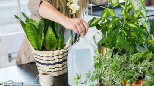 How to Water Plants When You're Away | HGTV